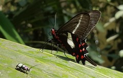 Omophoita octoguttata