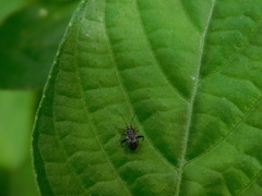 Charagochilus