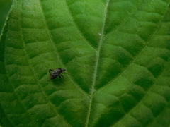 Charagochilus