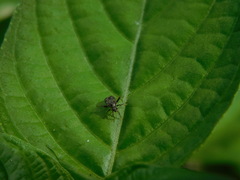 Charagochilus