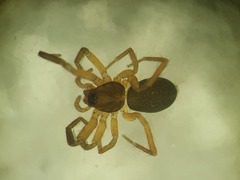 Scotina palliardii