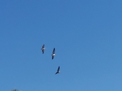 Pelecanus occidentalis