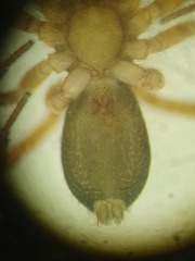 Scotina palliardii