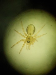 Minicia marginella
