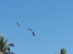 Pelecanus occidentalis