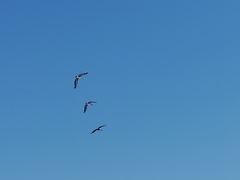 Pelecanus occidentalis