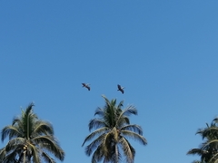 Pelecanus occidentalis