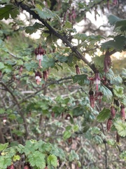 Ribes sericeum