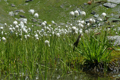 Eriophorum scheuchzeri