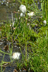 Eriophorum scheuchzeri