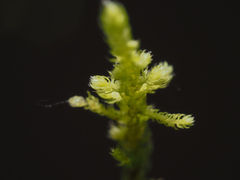 Claopodium crispifolium