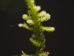 Claopodium crispifolium