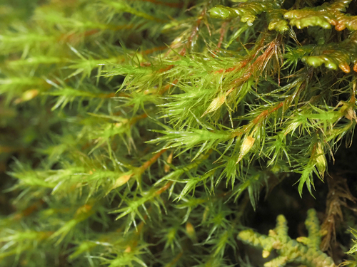 Pulvigera pringlei