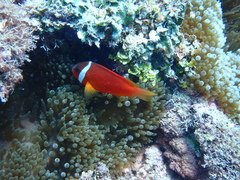 Amphiprion barberi