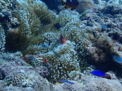 Amphiprion barberi