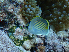 Chaetodon pelewensis