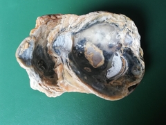 Ostrea chilensis