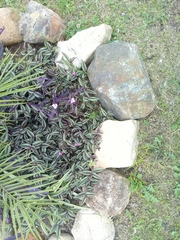 Tradescantia pallida