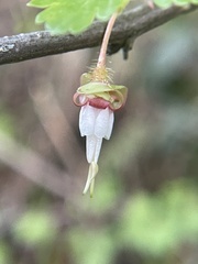 Ribes californicum