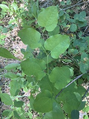 Smilax jamesii