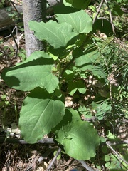 Smilax jamesii