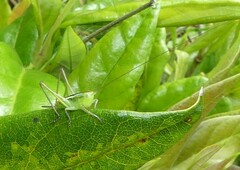 Conocephalus semivittatus