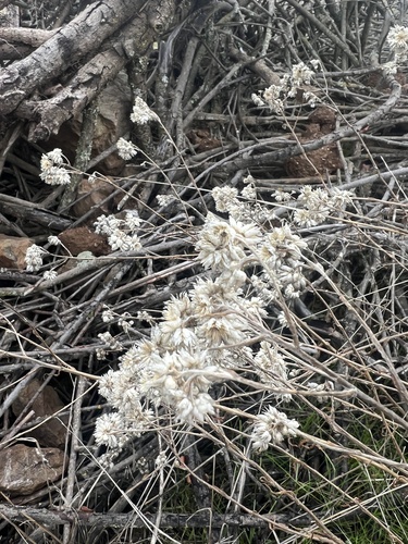 iNaturalist observation photo of Dicots