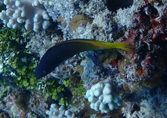 Halichoeres prosopeion