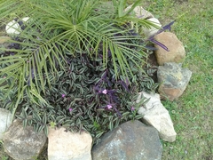 Tradescantia zebrina