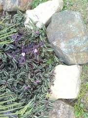 Tradescantia zebrina