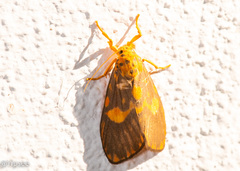 Ammatho cuneonotatus