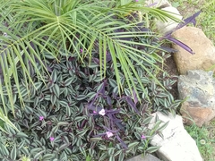 Tradescantia zebrina