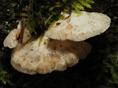 Crepidotus mollis