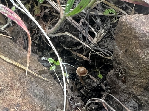 iNaturalist observation photo of scurfy twiglet
