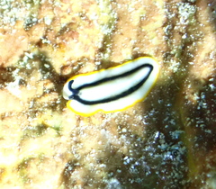 Pseudoceros paralaticlavus
