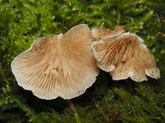 Crepidotus mollis