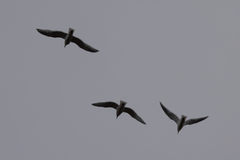 Larus glaucescens × occidentalis