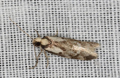 Palimmeces variegata