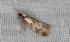 Palimmeces variegata
