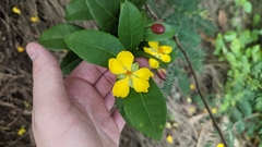 Ochna thomasiana