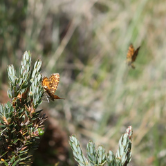 Chrysolarentia