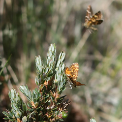 Chrysolarentia