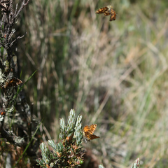 Chrysolarentia