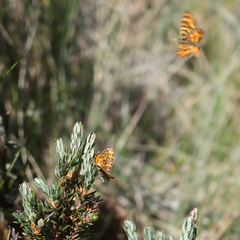 Chrysolarentia