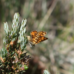 Chrysolarentia