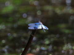 Rhyothemis resplendens