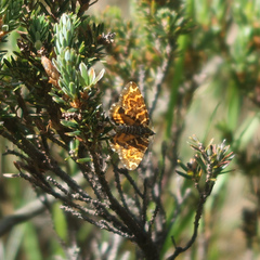 Chrysolarentia