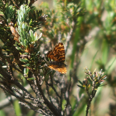 Chrysolarentia