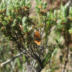 Chrysolarentia
