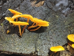 Heimiomyces velutipes